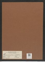 Hemiaulus alatus Grev. (de-Toni-Nr.: Genus 117, Species 3354) Zeichnungen Sammlung Grunow Mappe 03564 (Herbarium_W_Grunow_drawings_Folder_03564)